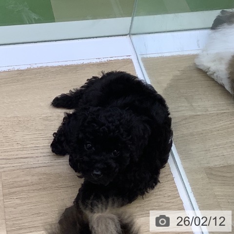 トイ・プードルの写真