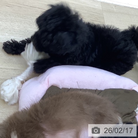 山梨県のトイプードル(トイ) (ペットプラス 甲府昭和店/2025年12月5日生まれ/男の子/ブラック)の子犬の4枚目の画像