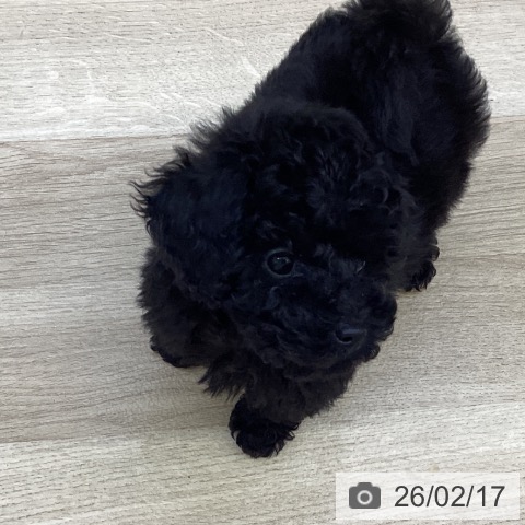山梨県のトイプードル(トイ) (ペットプラス 甲府昭和店/2025年12月5日生まれ/男の子/ブラック)の子犬の3枚目の画像