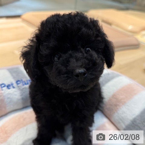 東京都のトイプードル(トイ) (ペットプラス アクアシティお台場店/2025年12月5日生まれ/女の子/ブラック)の子犬の4枚目の画像