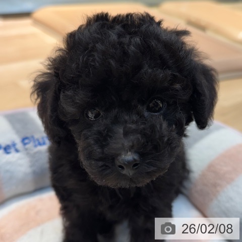 東京都のトイプードル(トイ) (ペットプラス アクアシティお台場店/2025年12月5日生まれ/女の子/ブラック)の子犬の3枚目の画像
