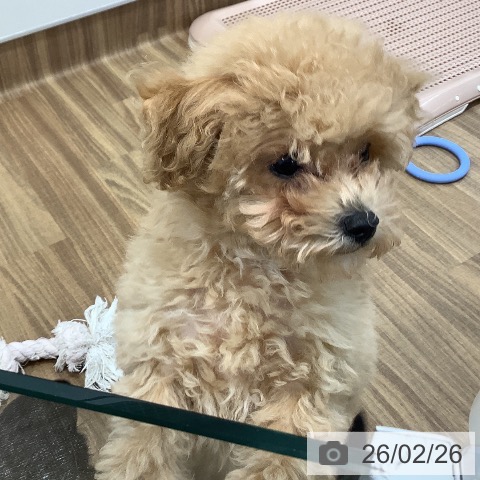 茨城県のトイプードル(トイ) (ペッツワン 阿見店/2025年11月30日生まれ/男の子/ペールフォーン)の子犬の3枚目の画像