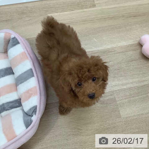 トイ・プードルの写真