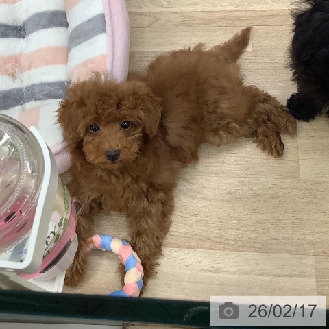 トイ・プードルの写真