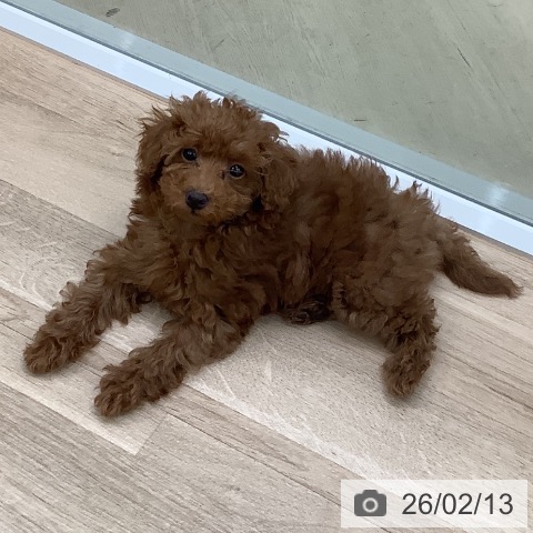 東京都のトイプードル(トイ) (ペットプラス 日の出店/2025年11月29日生まれ/女の子/レッド)の子犬の3枚目の画像