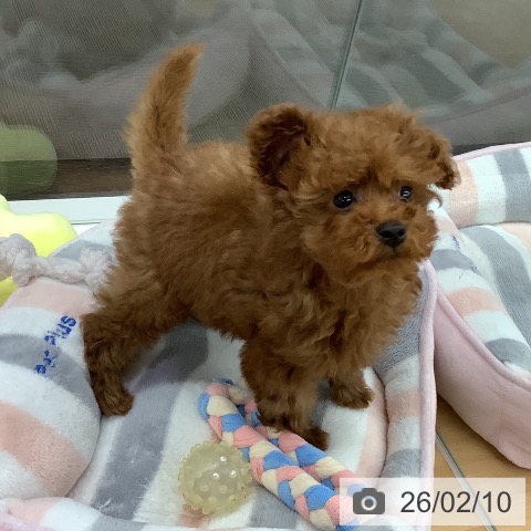 長野県のトイプードル(トイ) (ペットプラス 松本店/2025年11月29日生まれ/女の子/レッド)の子犬の3枚目の画像