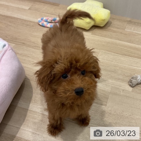 群馬県のトイプードル(トイ) (ペットプラス イオンモール太田店/2025年11月29日生まれ/女の子/レッド)の子犬の3枚目の画像