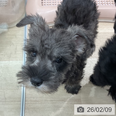 群馬県のミニチュアシュナウザー (ペットプラス イオンモール太田店/2025年12月4日生まれ/男の子/ソルトペッパー)の子犬の4枚目の画像