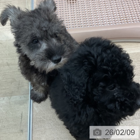 群馬県のミニチュアシュナウザー (ペットプラス イオンモール太田店/2025年12月4日生まれ/男の子/ソルトペッパー)の子犬の3枚目の画像