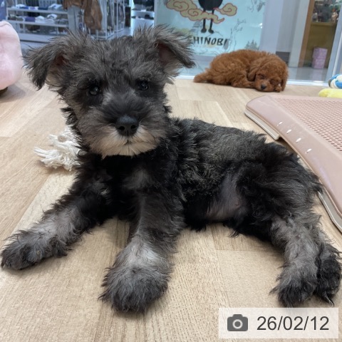 群馬県のミニチュアシュナウザー (ペットプラス イオンモール太田店/2025年12月4日生まれ/男の子/ソルトペッパー)の子犬の3枚目の画像