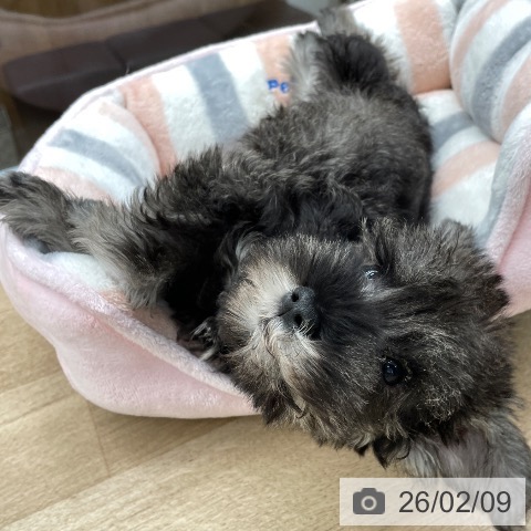 千葉県のミニチュアシュナウザー (ペットプラス 船橋店/2025年12月4日生まれ/男の子/ソルトペッパー)の子犬の3枚目の画像