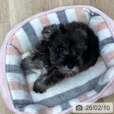 ミニチュア・シュナウザーの写真