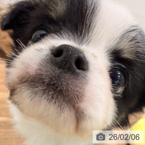 岡山県のチワワ(ロング) (ペッツワン 岡山南店/2025年12月3日生まれ/男の子/ブラッククリームホワイト)の子犬の4枚目の画像