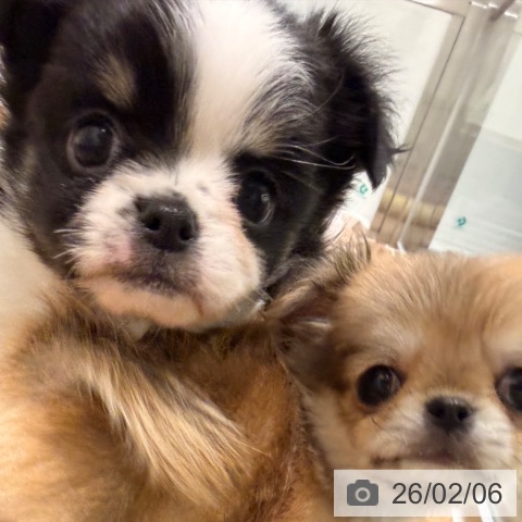 岡山県のチワワ(ロング) (ペッツワン 岡山南店/2025年12月3日生まれ/男の子/ブラッククリームホワイト)の子犬の3枚目の画像