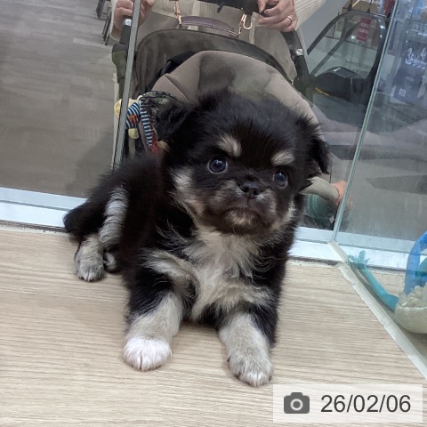 徳島県のチワワ(ロング) (ペットプラス 徳島店/2025年12月3日生まれ/男の子/ブラッククリーム)の子犬の4枚目の画像