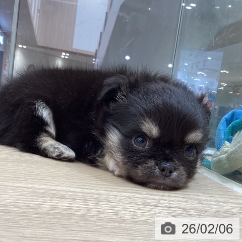 徳島県のチワワ(ロング) (ペットプラス 徳島店/2025年12月3日生まれ/男の子/ブラッククリーム)の子犬の3枚目の画像