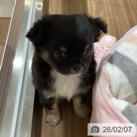 鳥取県のチワワ(ロング) (ペッツワン 日吉津店/2025年12月3日生まれ/男の子/ブラッククリーム)の子犬の4枚目の画像