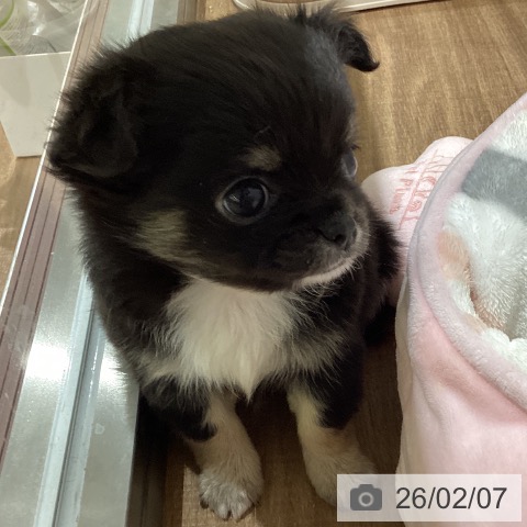 鳥取県のチワワ(ロング) (ペッツワン 日吉津店/2025年12月3日生まれ/男の子/ブラッククリーム)の子犬の3枚目の画像