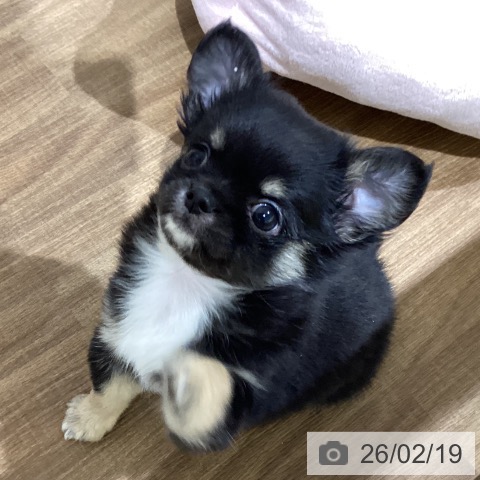 鳥取県のチワワ(ロング) (ペッツワン 日吉津店/2025年12月3日生まれ/男の子/ブラッククリーム)の子犬の4枚目の画像