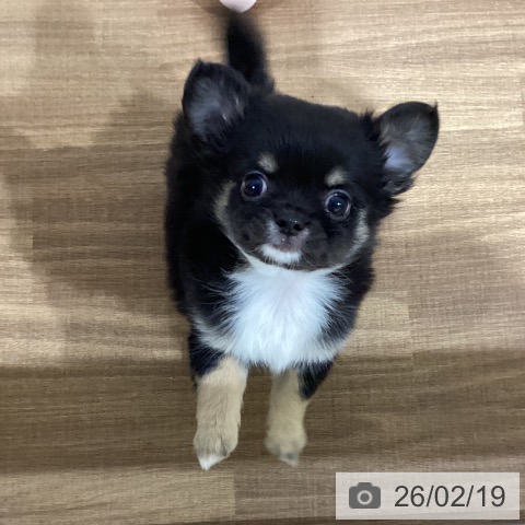 鳥取県のチワワ(ロング) (ペッツワン 日吉津店/2025年12月3日生まれ/男の子/ブラッククリーム)の子犬の3枚目の画像