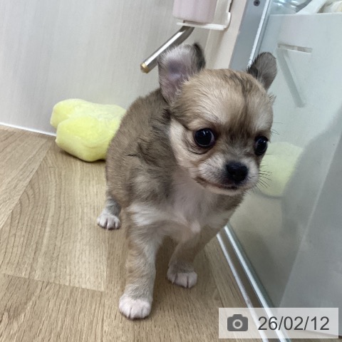 愛媛県のチワワ(ロング) (ペットプラス 新居浜店/2025年12月3日生まれ/女の子/フォーン)の子犬の4枚目の画像