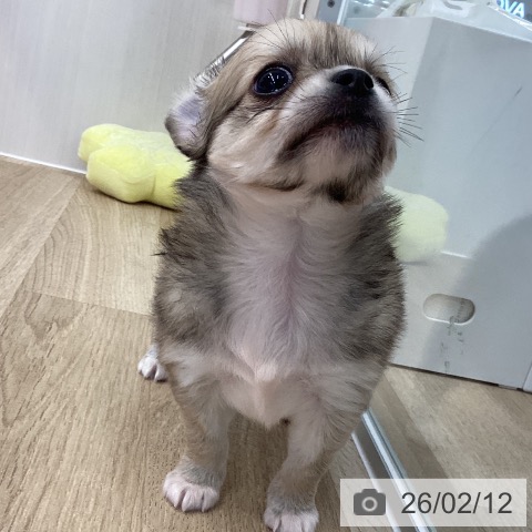 愛媛県のチワワ(ロング) (ペットプラス 新居浜店/2025年12月3日生まれ/女の子/フォーン)の子犬の3枚目の画像