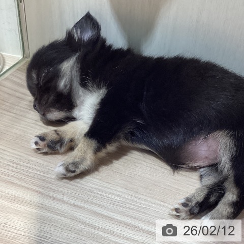 岡山県のチワワ(ロング) (ペットプラス 岡山店/2025年12月3日生まれ/女の子/ブラッククリーム)の子犬の3枚目の画像