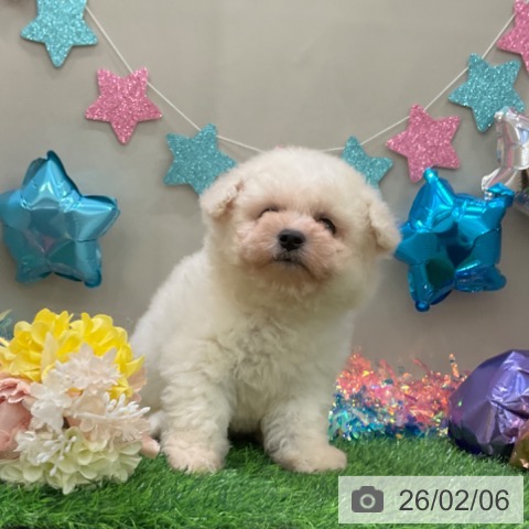 ビション・フリーゼの写真