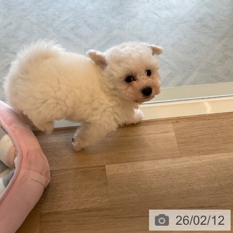 千葉県のビションフリーゼ (ペットプラス コトエ流山おおたかの森店/2025年12月4日生まれ/男の子/ホワイト)の子犬の4枚目の画像