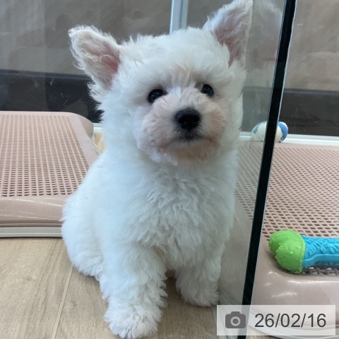 千葉県のビションフリーゼ (ペットプラス コトエ流山おおたかの森店/2025年12月4日生まれ/男の子/ホワイト)の子犬の4枚目の画像