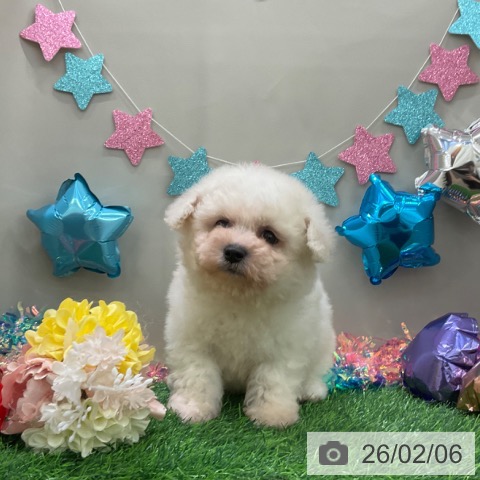 ビション・フリーゼの写真