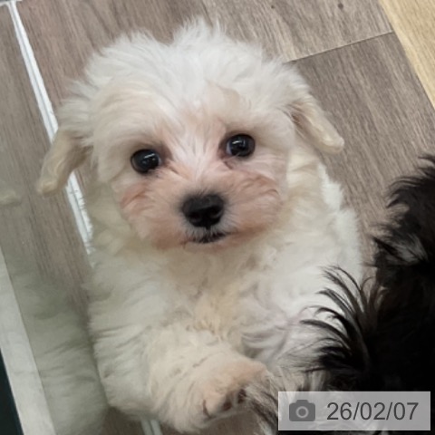 福島県のビションフリーゼ (ペットプラス 福島店/2025年12月4日生まれ/女の子/ホワイト)の子犬の3枚目の画像