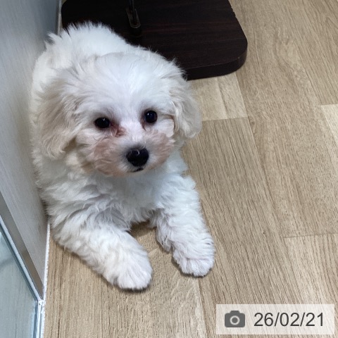 宮城県のビションフリーゼ (ペットプラス 仙台泉大沢店/2025年12月4日生まれ/女の子/ホワイト)の子犬の4枚目の画像