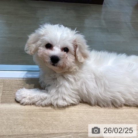 宮城県のビションフリーゼ (ペットプラス 仙台泉大沢店/2025年12月4日生まれ/女の子/ホワイト)の子犬の4枚目の画像