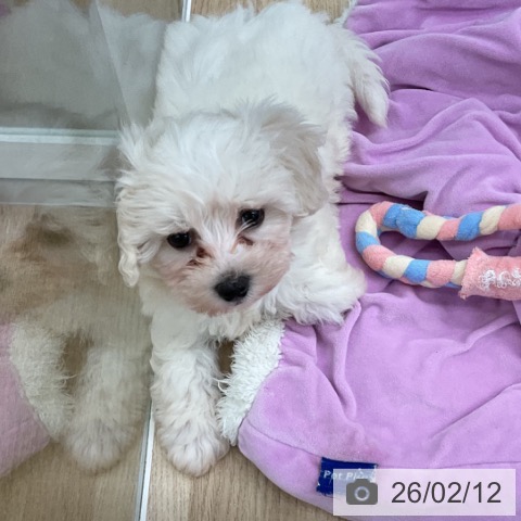 福島県のビションフリーゼ (ペットプラス 福島店/2025年12月4日生まれ/女の子/ホワイト)の子犬の3枚目の画像