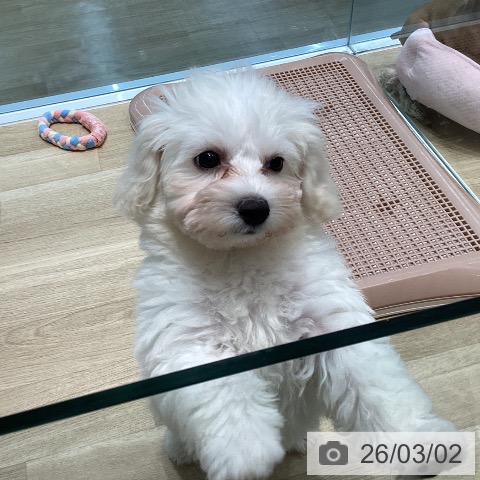 宮城県のビションフリーゼ (ペットプラス 仙台泉大沢店/2025年12月4日生まれ/女の子/ホワイト)の子犬の4枚目の画像