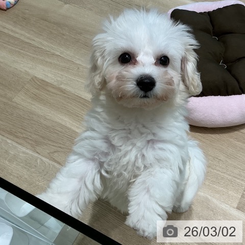 宮城県のビションフリーゼ (ペットプラス 仙台泉大沢店/2025年12月4日生まれ/女の子/ホワイト)の子犬の3枚目の画像