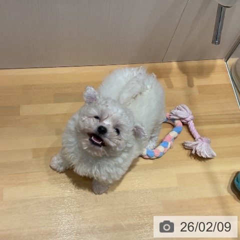 ビション・フリーゼの写真