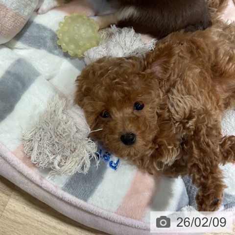 神奈川県のトイプードル(トイ) (ペットプラス 湘南平塚店/2025年12月5日生まれ/女の子/レッド)の子犬の4枚目の画像