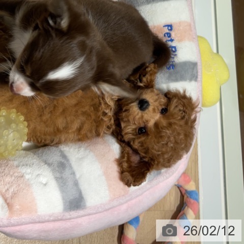 神奈川県のトイプードル(トイ) (ペットプラス 湘南平塚店/2025年12月5日生まれ/女の子/レッド)の子犬の4枚目の画像