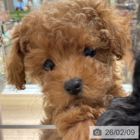 神奈川県のトイプードル(トイ) (ペットプラス 湘南平塚店/2025年12月5日生まれ/女の子/レッド)の子犬の3枚目の画像