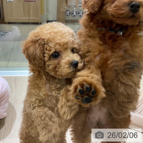 埼玉県のトイプードル(トイ) (ペットプラス 上尾店/2025年12月5日生まれ/女の子/レッド)の子犬の4枚目の画像