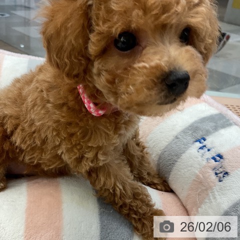 埼玉県のトイプードル(トイ) (ペットプラス 上尾店/2025年12月5日生まれ/女の子/レッド)の子犬の3枚目の画像