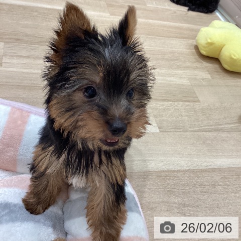 ヨークシャー・テリアの写真