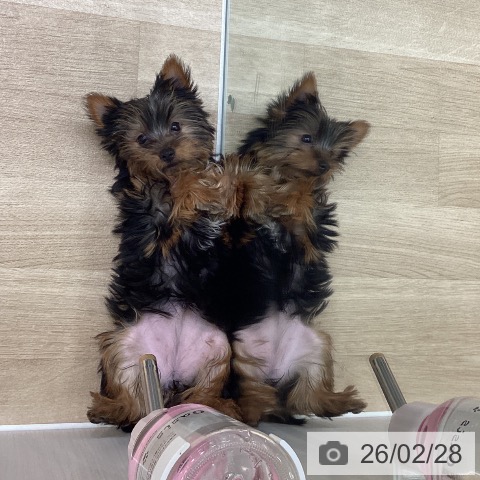 埼玉県のヨークシャーテリア (ペットプラス ピオニウォーク東松山店/2025年11月20日生まれ/女の子/スチールブルータン)の子犬の4枚目の画像