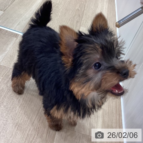 ヨークシャー・テリアの写真