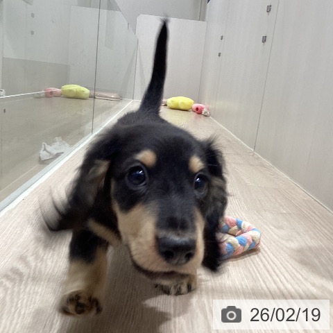 徳島県のミニチュアダックスフンド(ロング) (ペットプラス 徳島店/2025年12月5日生まれ/男の子/ブラックイエロー)の子犬の4枚目の画像