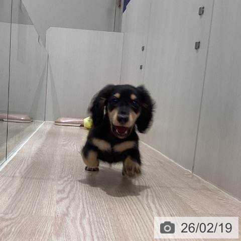 徳島県のミニチュアダックスフンド(ロング) (ペットプラス 徳島店/2025年12月5日生まれ/男の子/ブラックイエロー)の子犬の3枚目の画像