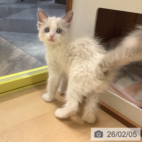 岡山県のラグドール (ペットプラス 岡山店/2025年12月1日生まれ/男の子/ブルーポイントバイカラー)の子猫の3枚目の画像