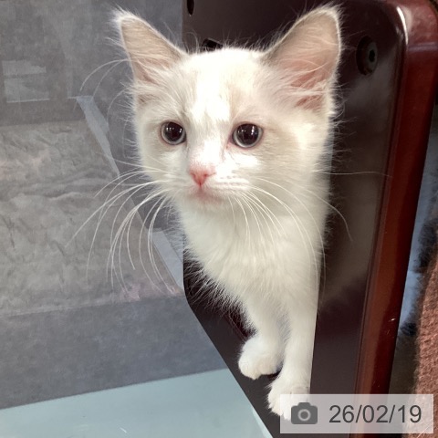 愛媛県のラグドール (ペットプラス 新居浜店/2025年12月1日生まれ/男の子/ブルーポイントバイカラー)の子猫の3枚目の画像